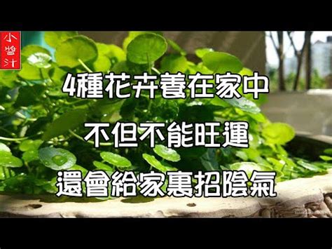 家裡可以種玫瑰花嗎